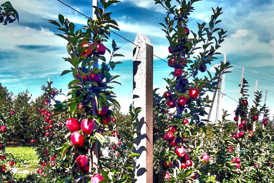 Zbiory jabłek 2020 - jaka będzie wielkość plonów ?